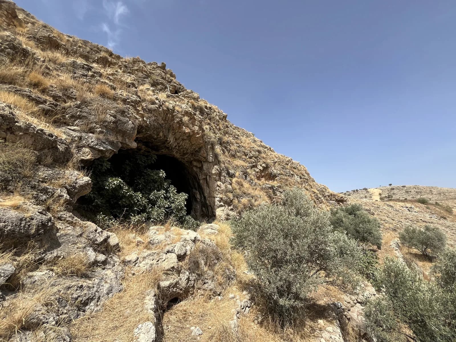 קשת הכניסה הגדולה של מערת שוקבא ועצי זית למרגלותיה
