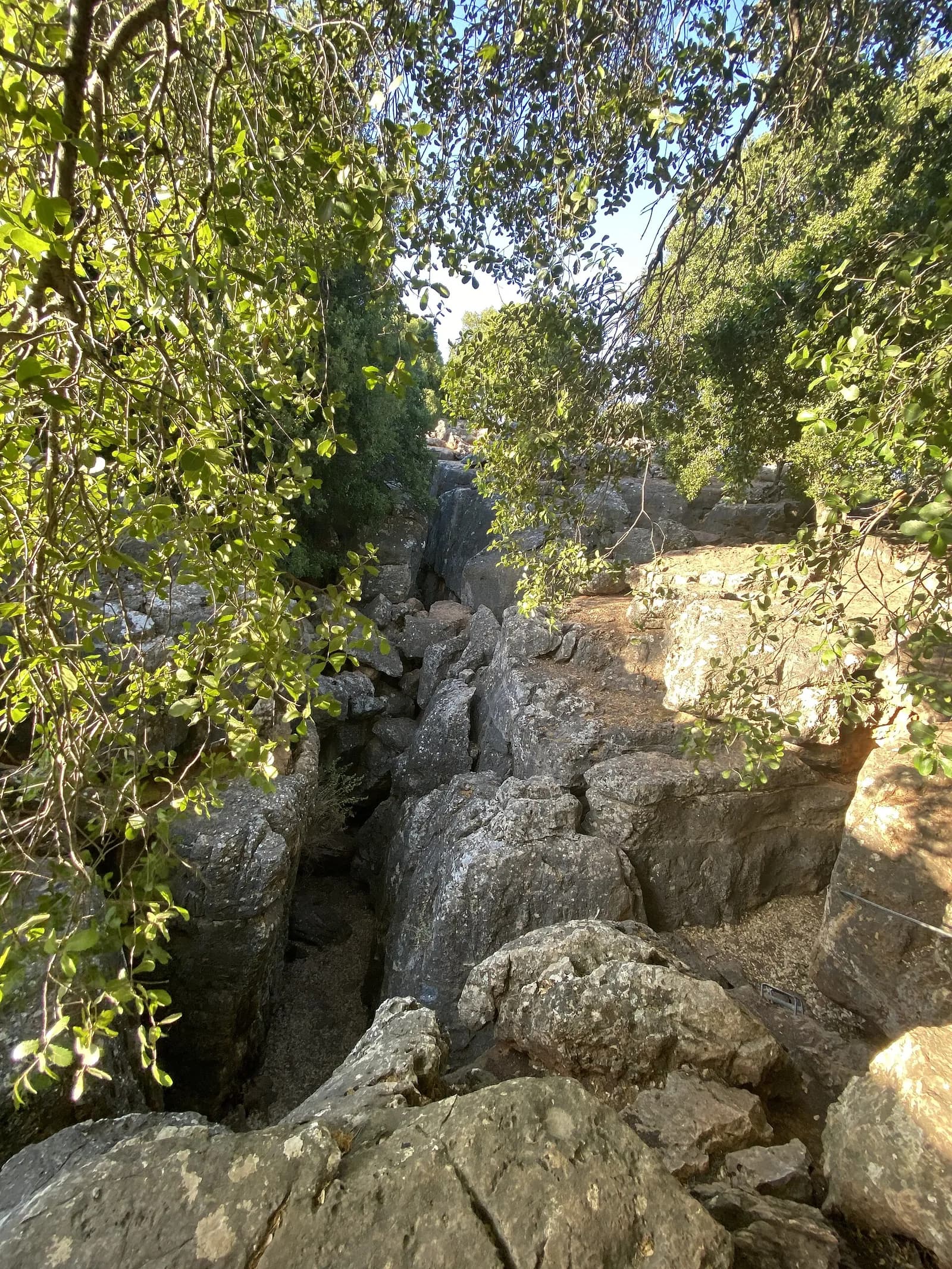 הסדקים הצרים בסלע בין עצי החורש