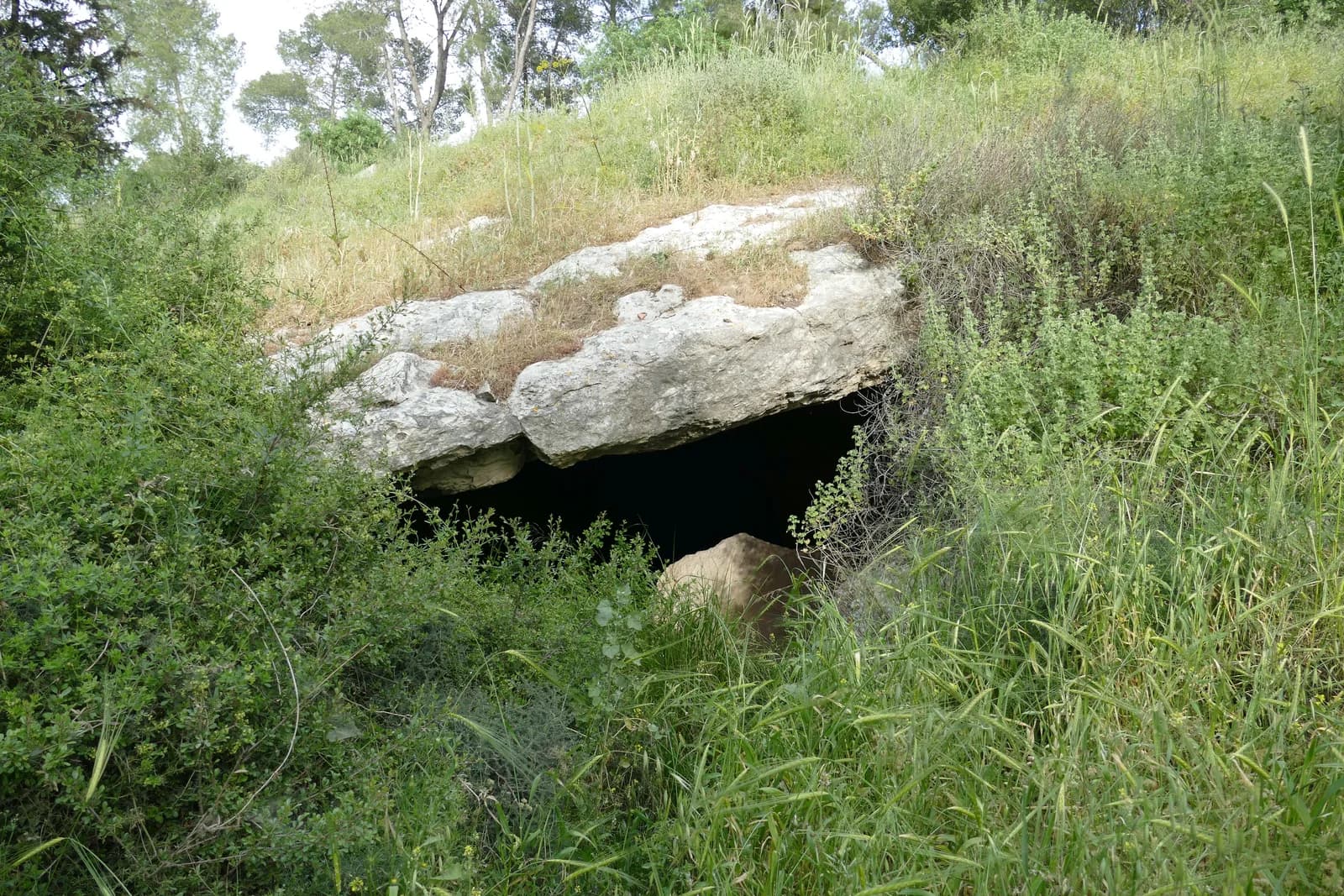 פתח מערה בין הצמחייה במדרון תל עדולם