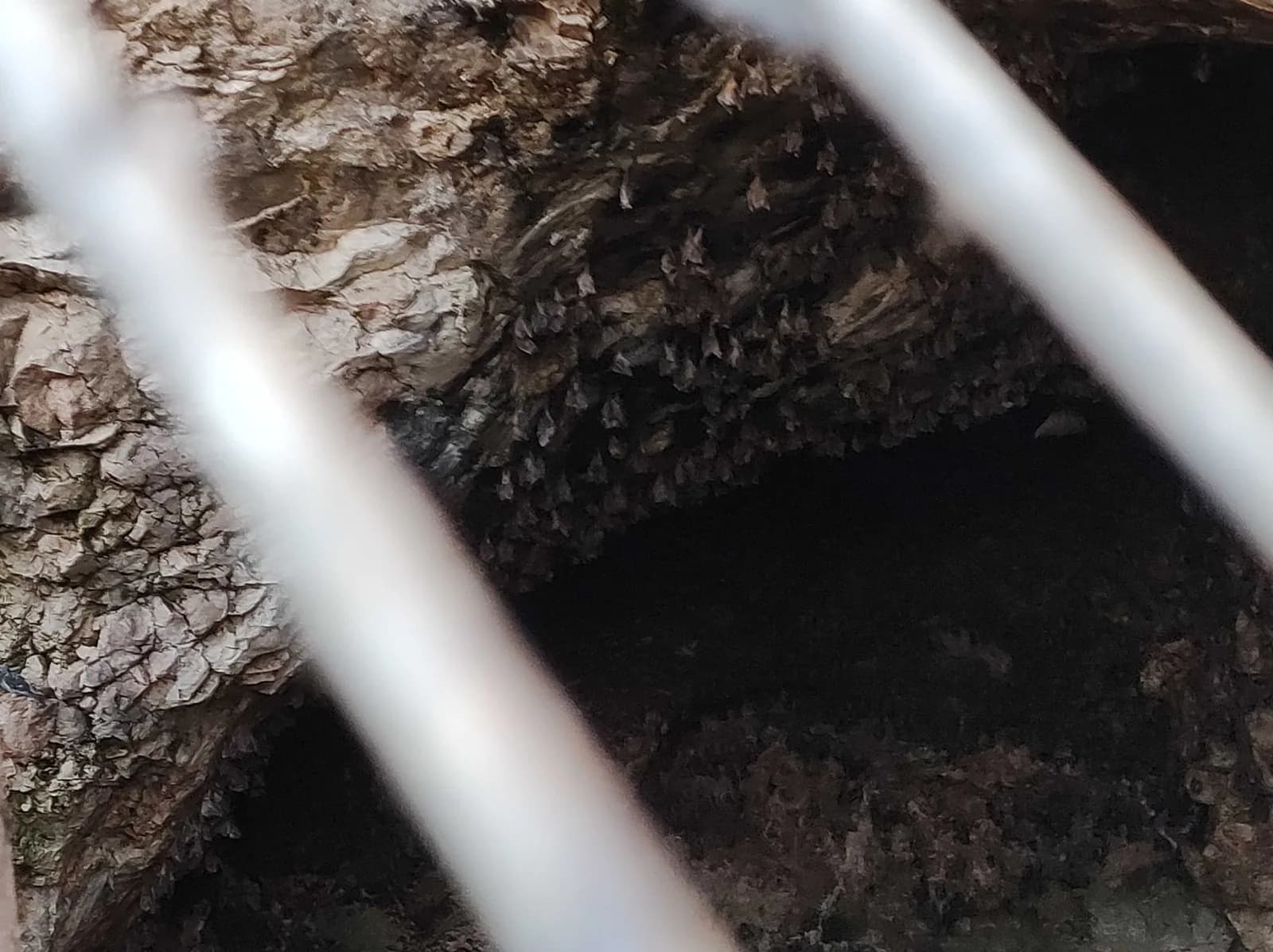 עטלפים בתקרת מערת כבארה, כפי שהם נראים מבעד לסורג שבפתח