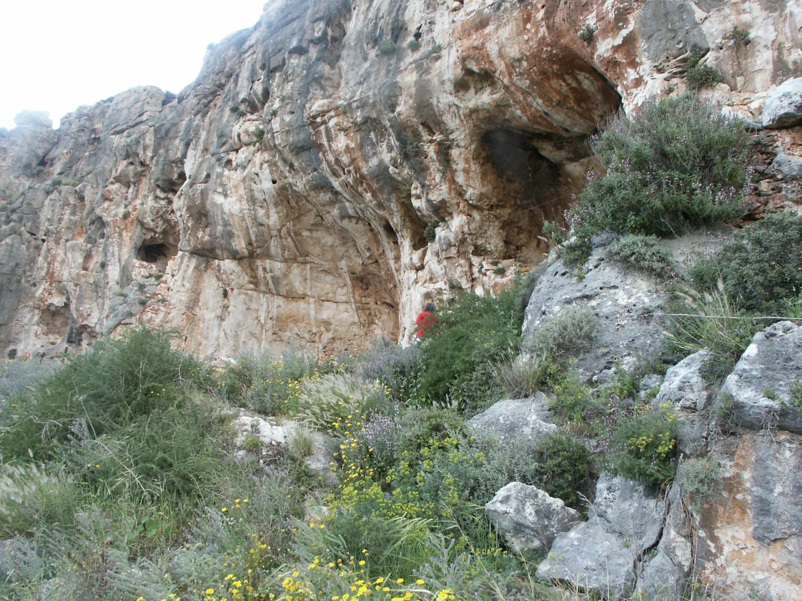 מחסה הסלע של מערת מיסליה מתחת לבליטת המצוק, עם צמחייה ים-תיכונית בחזית