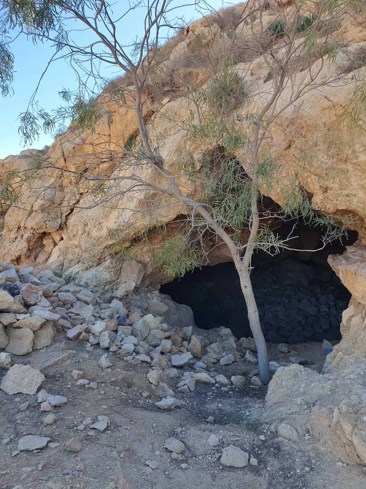 הפתח הקמור של מערת האוצר ועץ השיטה שלפניו