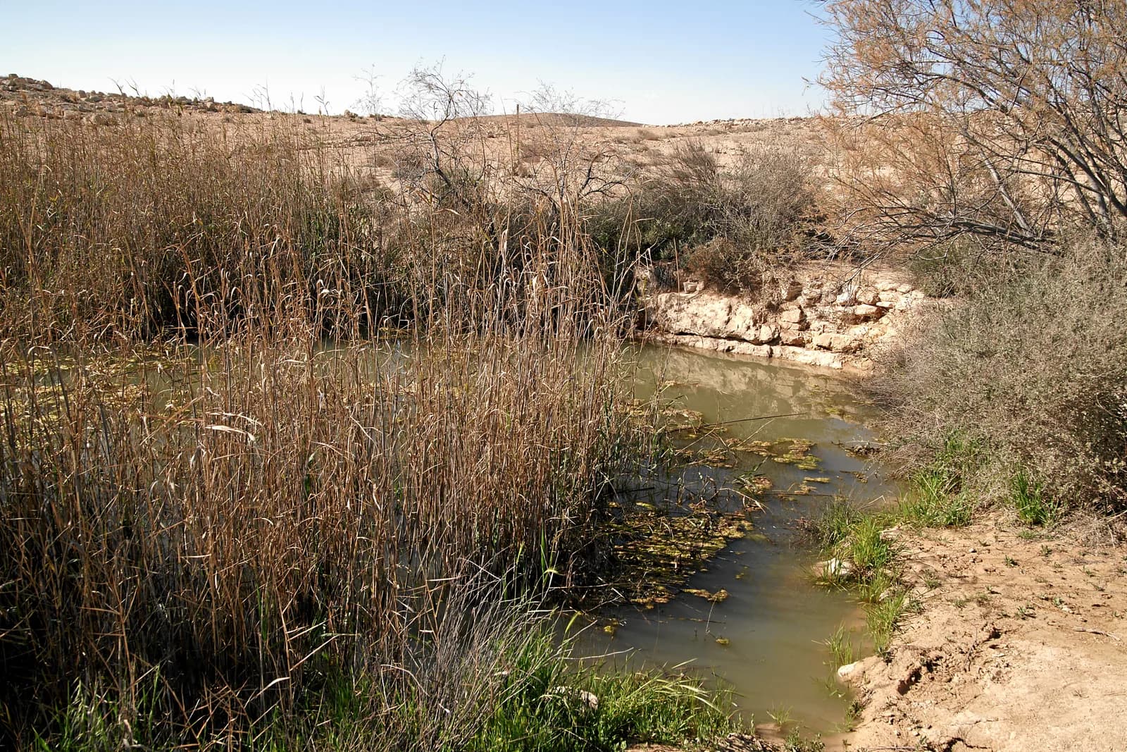 הבור המרכזי בבורות לוץ, עם דופן סלע וצמחיית מים